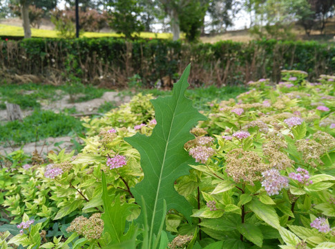 翅果菊