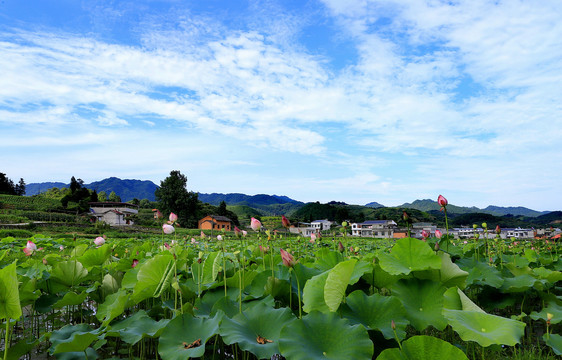 中峰荷花B