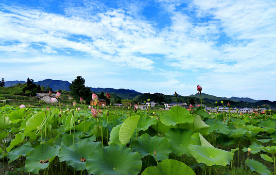 中峰荷花C