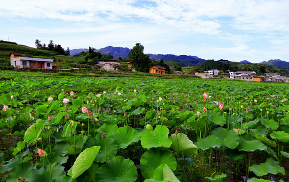 中峰荷花D