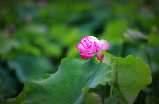 中峰荷花F