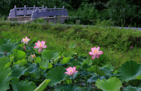 中峰荷花Q