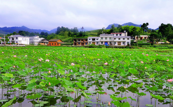 中峰荷花V