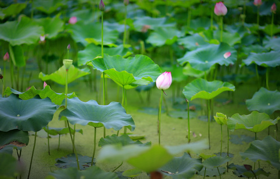 中峰荷花Y