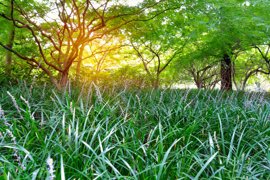 阳光树林与草地草坪