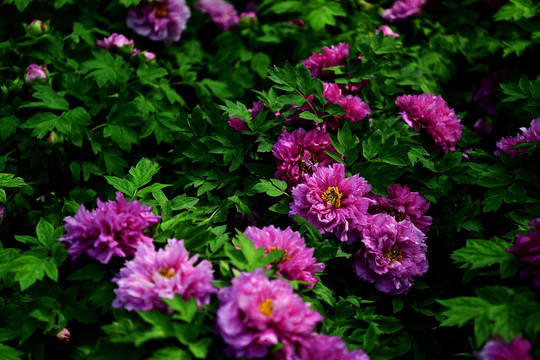 紫红牡丹花开