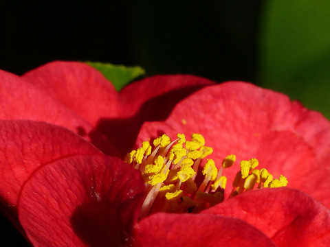 山茶花