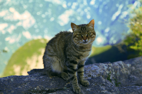山中的猫
