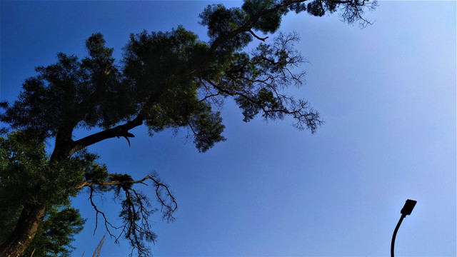 香樟树