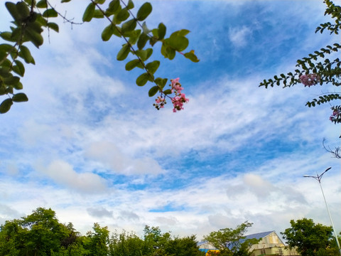 花和天空