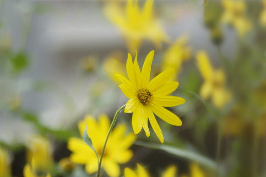 菊芋洋姜芋花