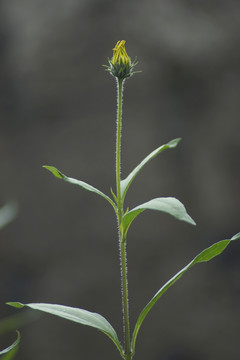 菊芋洋姜芋