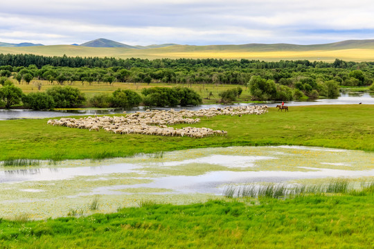 湿地草原河流羊群