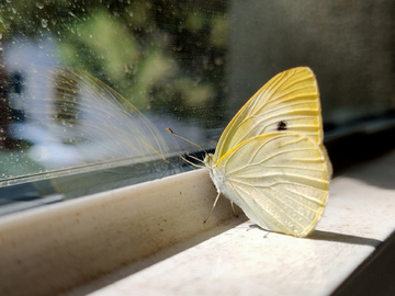 飞落在窗台的蝴蝶