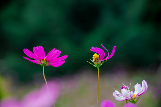 格桑花