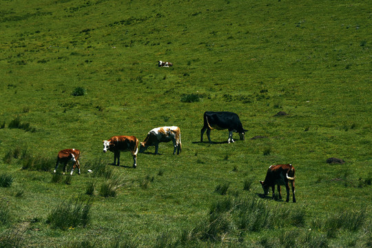 天然牧场草原生态牛