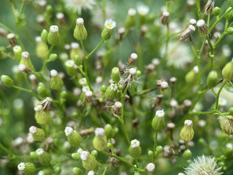 小蓬草