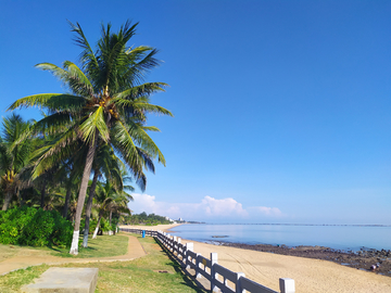 蓝天海边椰子树