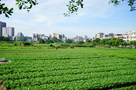 城乡农业发展