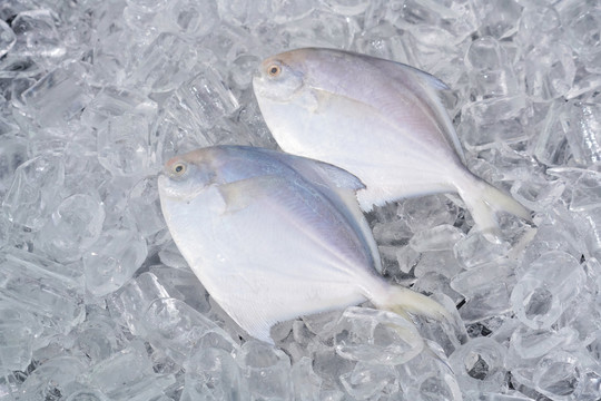 鲳鱼