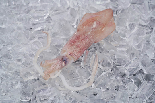 新鲜鱿鱼