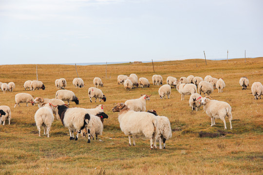 秋天草原上的羊群
