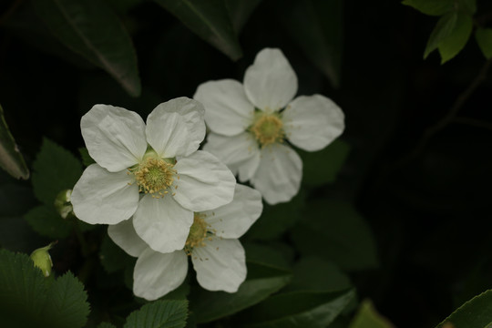 蓬蘽花特写