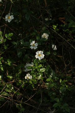 密林中的蔷薇花