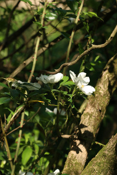 密林中的白色野蔷薇花