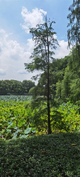 松树