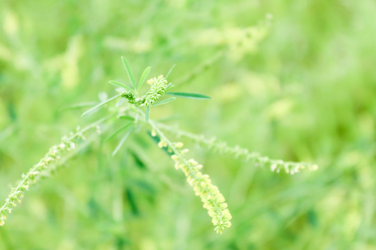 小野花