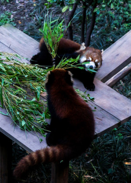 小熊猫