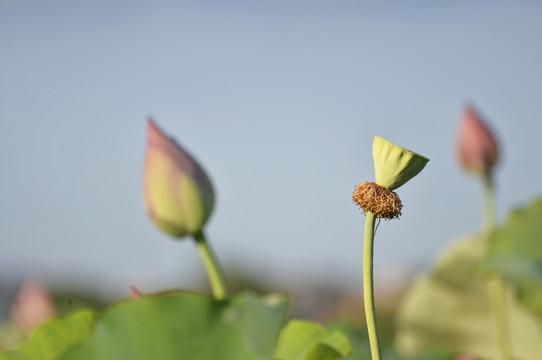 莲子荷叶荷花花蕾花瓣