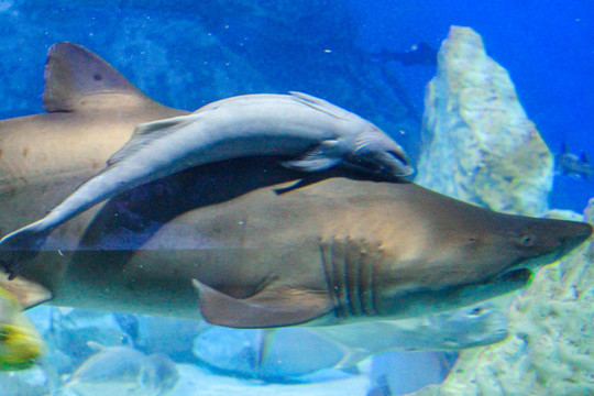 鲨鱼母子