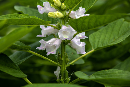 芝麻花