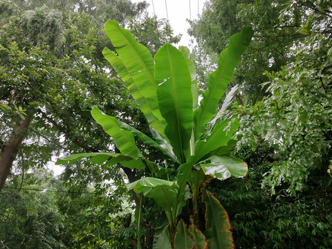 芭蕉树