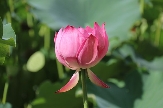 莲花荷花特写