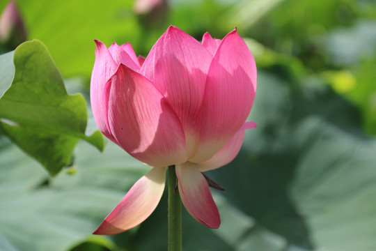 莲花荷花特写