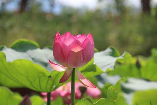 莲花荷花特写