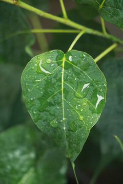 佛教智慧树菩提树