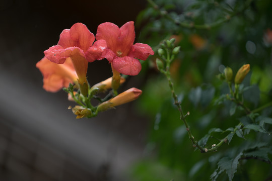 凌霄花