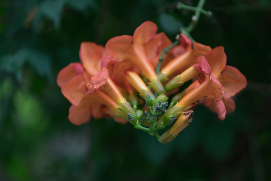 凌霄花