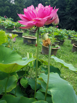 荷花