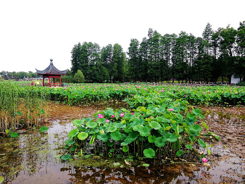 磨山荷花园