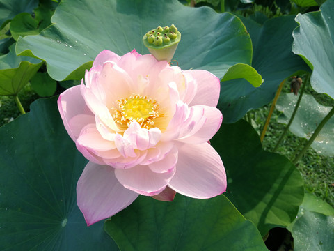 荷花