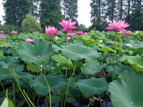 荷花