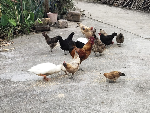 一群鸡在吃食