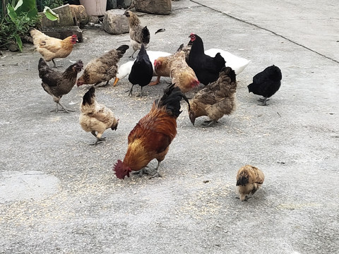 鸡吃粮食