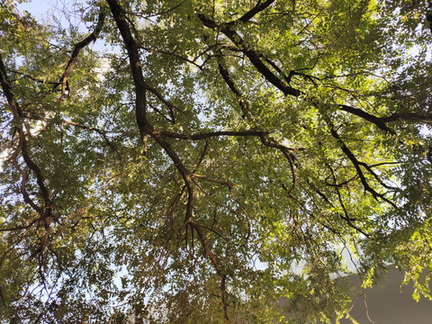 仰拍大树特写