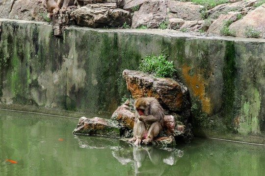 戏水的小猴子